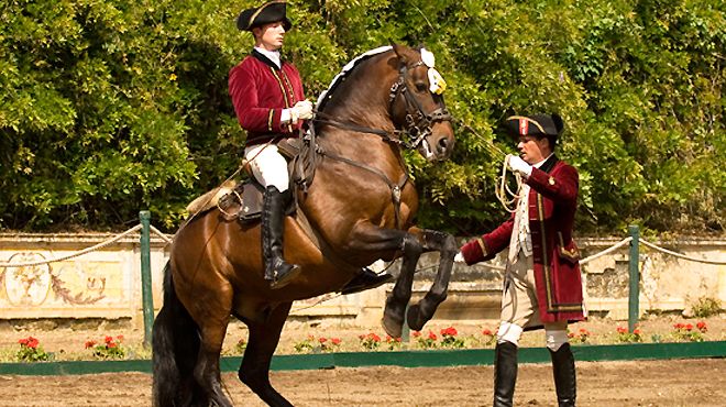 Bolero Dance Of The Horses